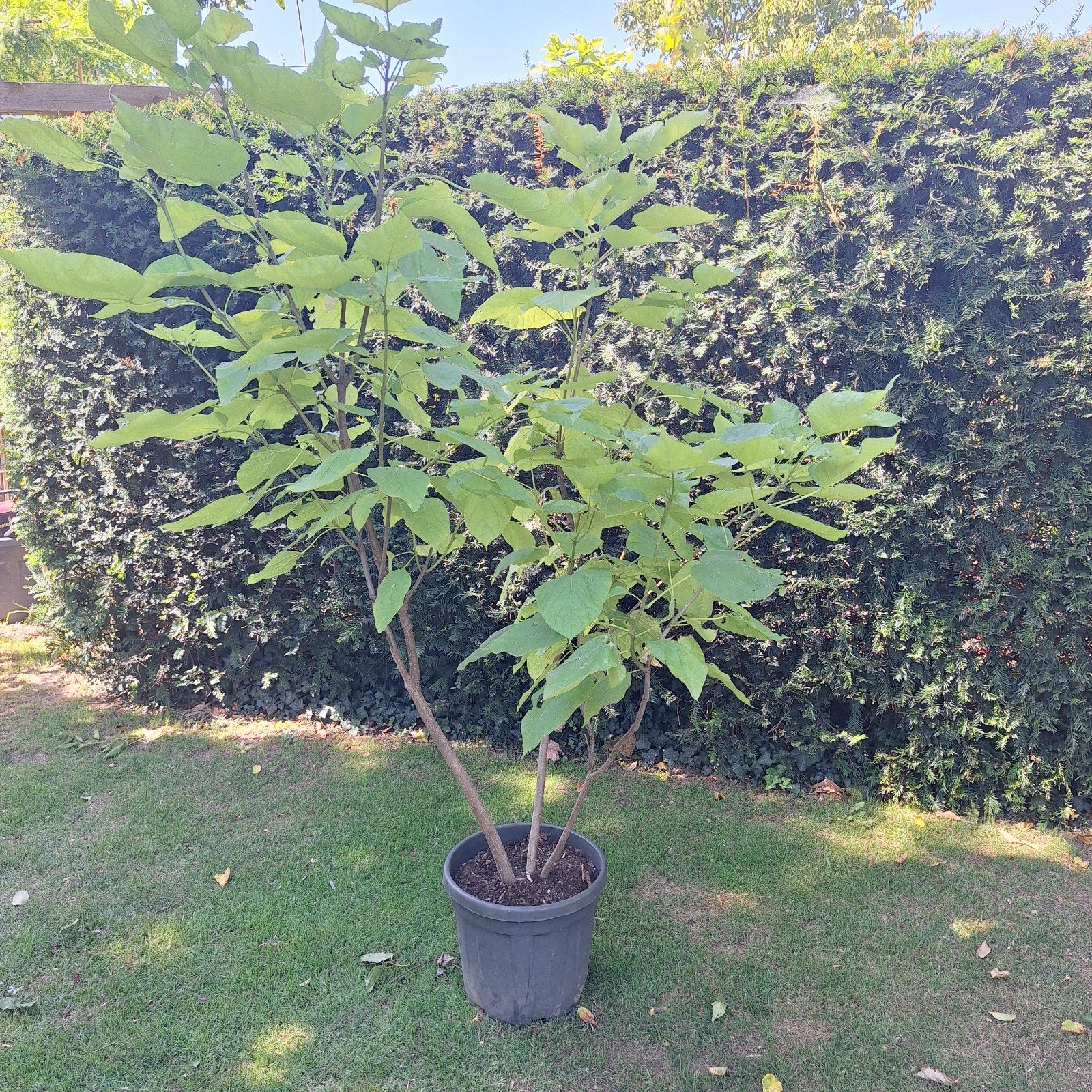 Meerstammige Catalpa - Trompetboom in pot, Overige soorten, Zomer, Ophalen, Volle zon