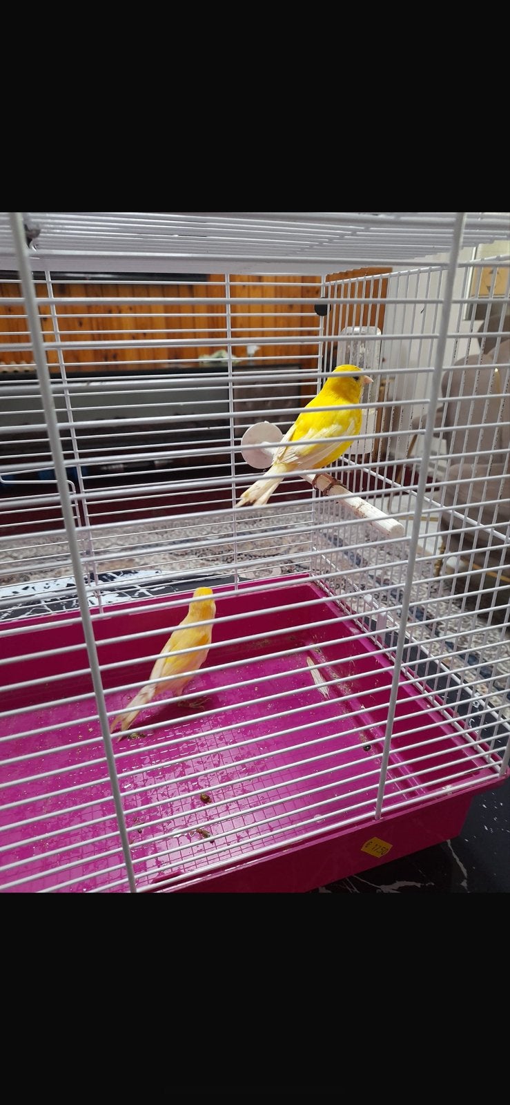 Waterslager Kanarie’s, Dieren en Toebehoren, Vogels | Kanaries, Vrouwelijk, Kleurkanarie