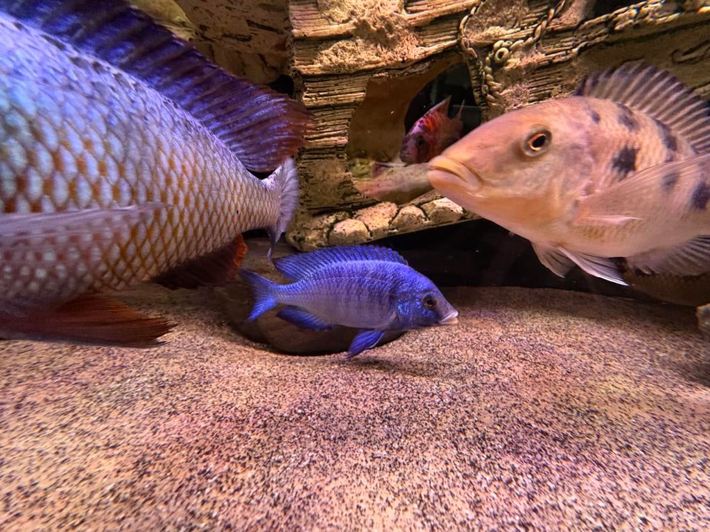 Placidochromis Mdoka White Lips (malawi), Dieren en Toebehoren, Vissen | Aquariumvissen, Vis