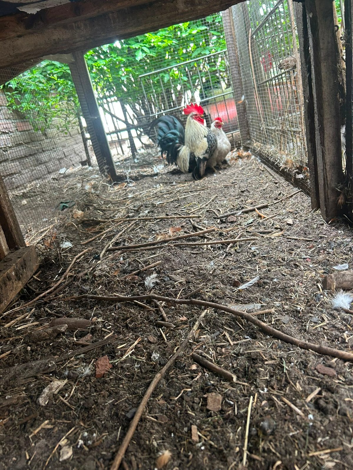 Sabelpoot Krielkipje + haantje, Dieren en Toebehoren, Pluimvee, Vrouwelijk, Kip