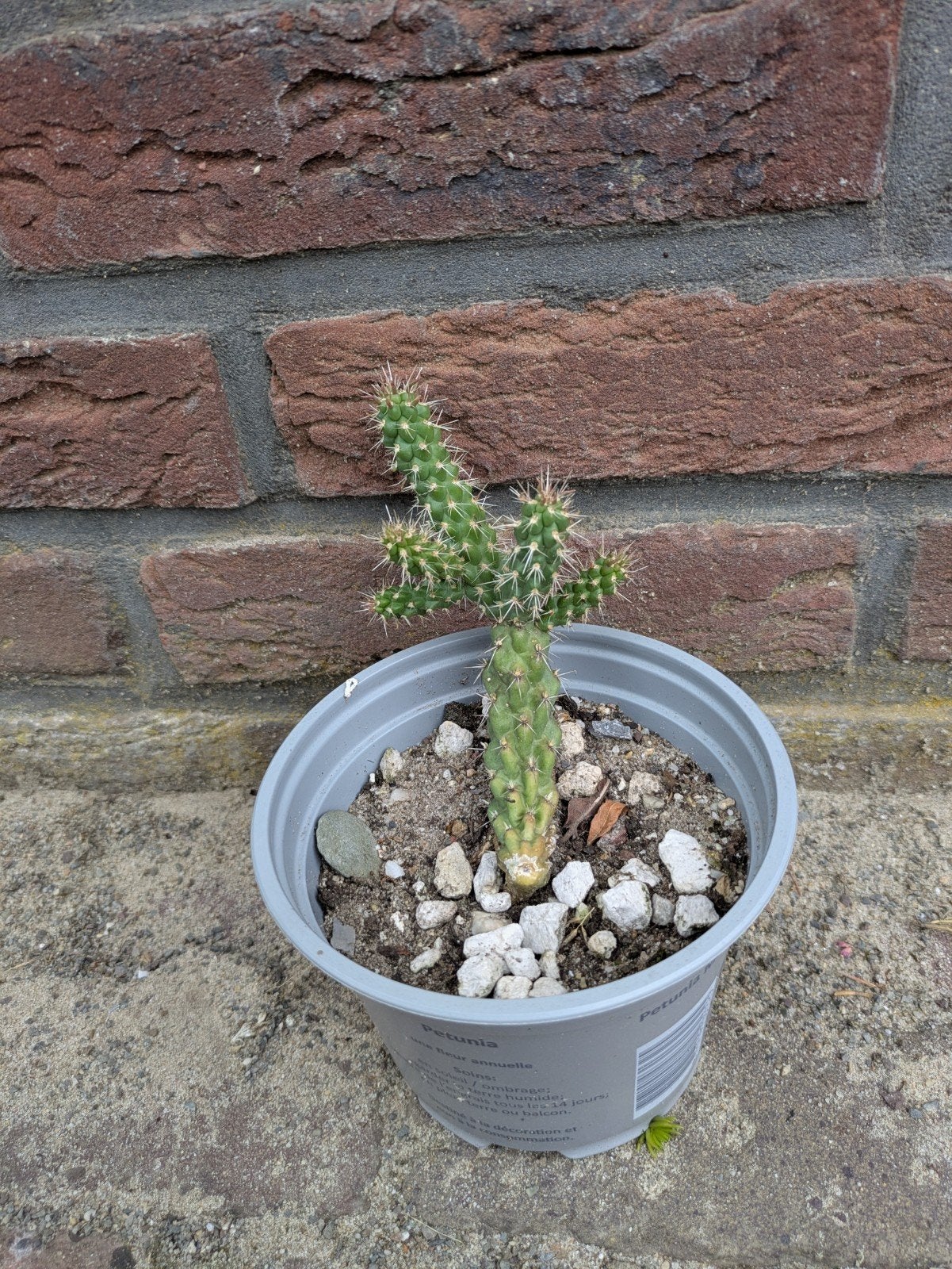 Cylindropuntia aff. spinosior "Kurt", Ophalen, Volle zon, Overige soorten