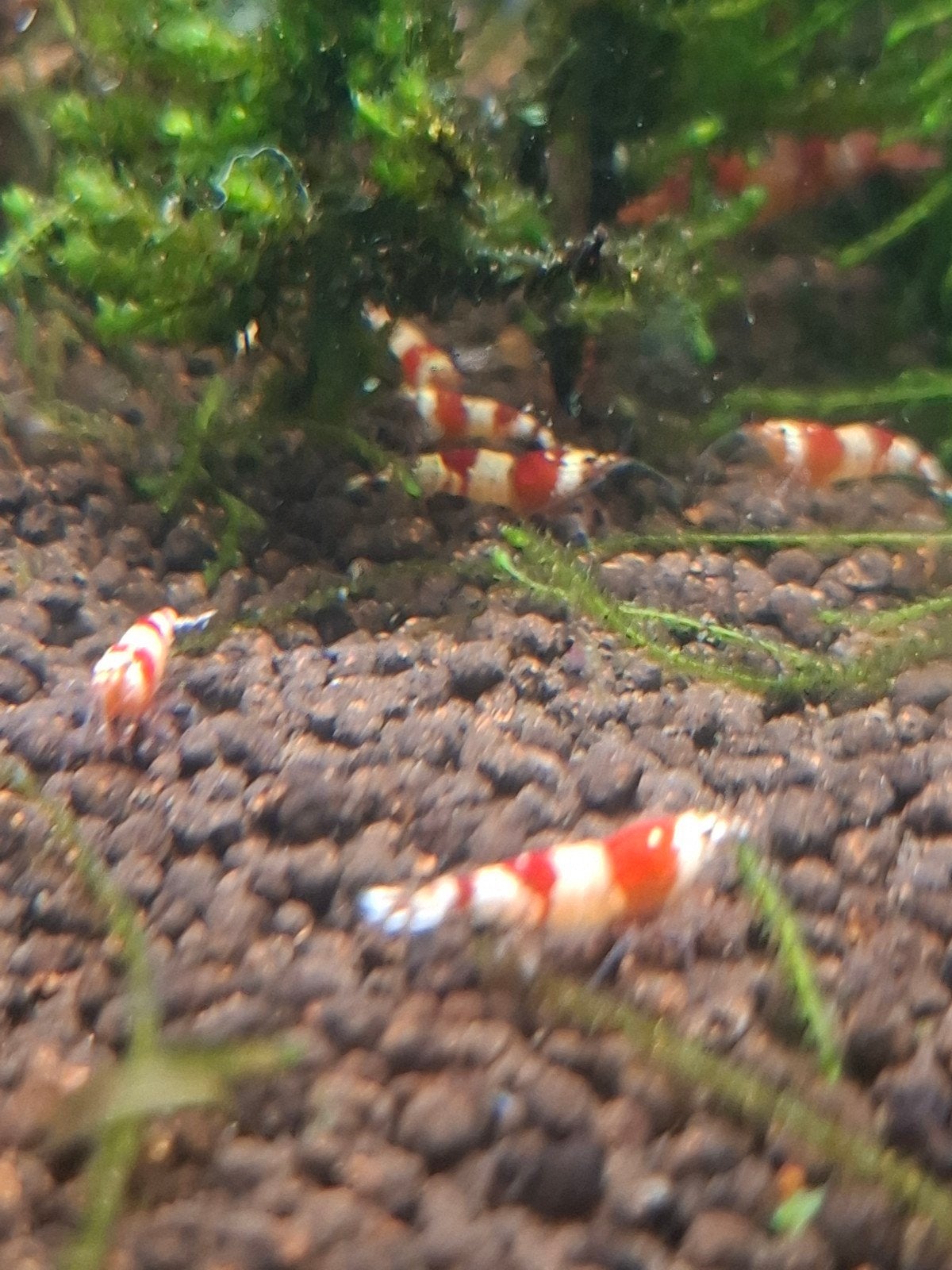 Bij deze verkoop ik jonge crystal red garnalen., Dieren en Toebehoren, Vissen | Aquariumvissen, Kreeft, Krab of Garnaal