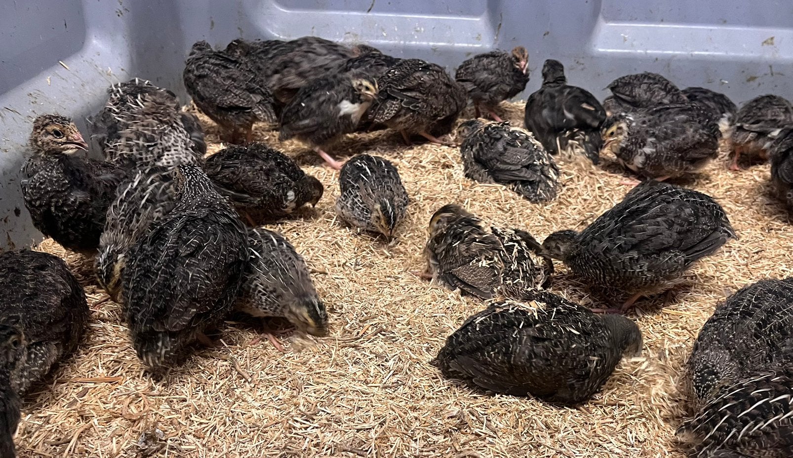 Japanse kwartel kuikens, Dieren en Toebehoren, Pluimvee, Geslacht onbekend, Overige soorten