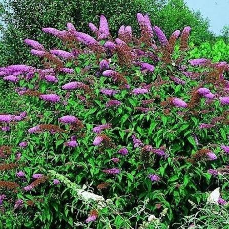 Bloeiende Buddleja 'Nahno Purple' (Vlinderstruik) in pot!, Tuin en Terras, Planten | Struiken en Hagen, Ophalen, Vlinderstruik