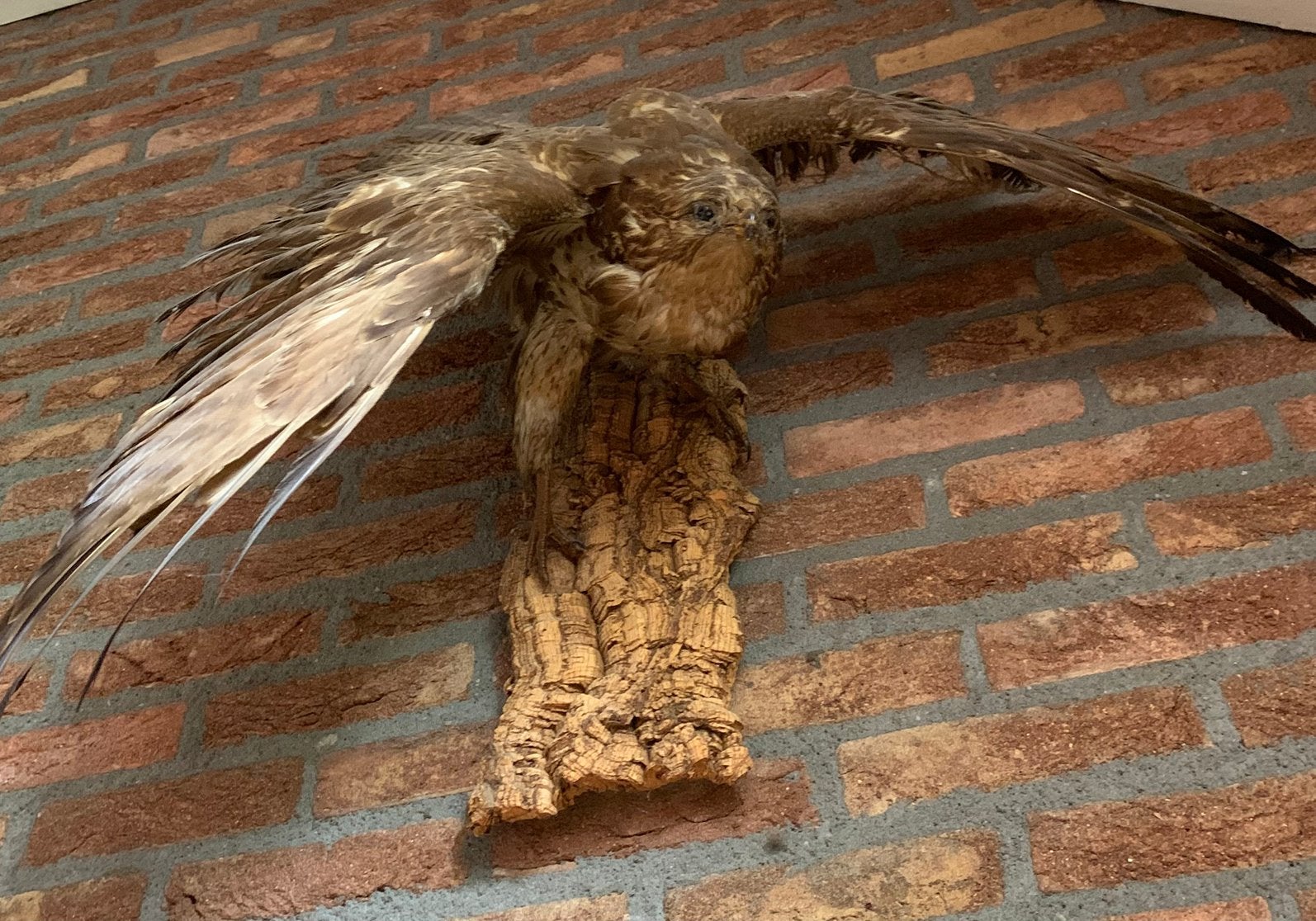 Opgezette vogel, Verzamelen, Dierenverzamelingen, Ophalen, Gebruikt, Vogel, Opgezet dier