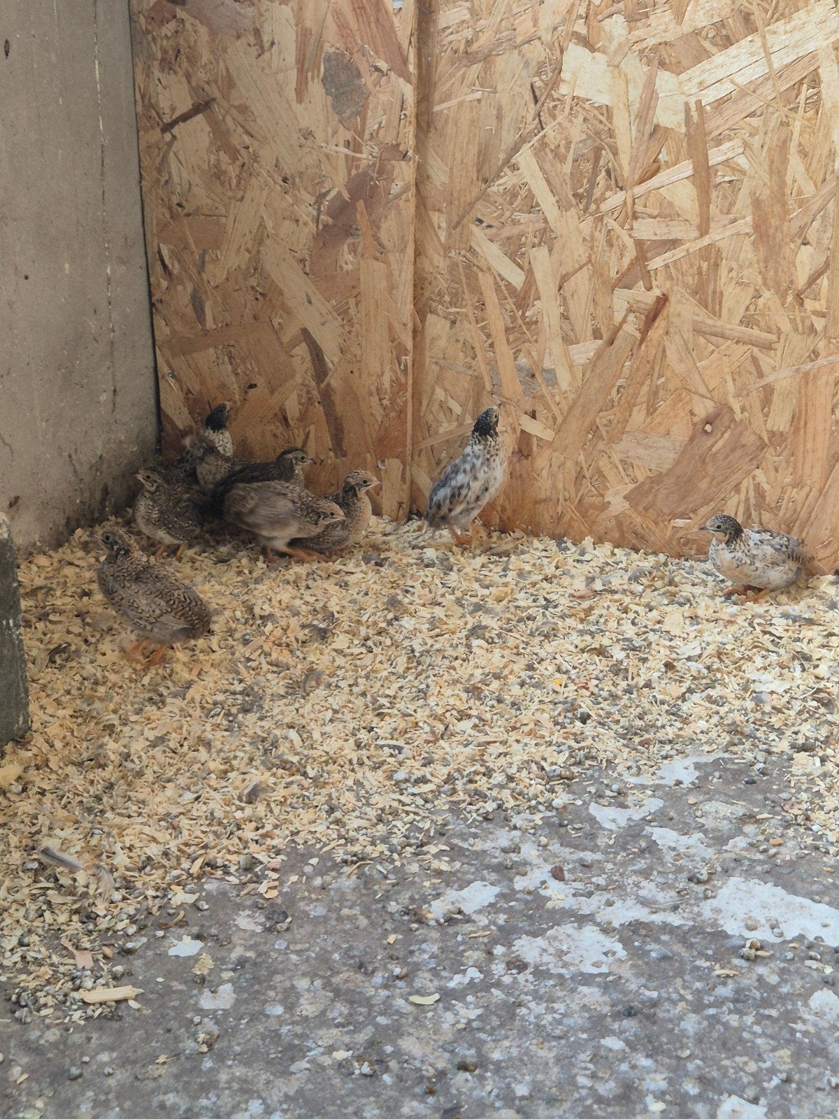 10 chinese kwartel hennen, Dieren en Toebehoren, Vogels | Overige Vogels, Vrouwelijk