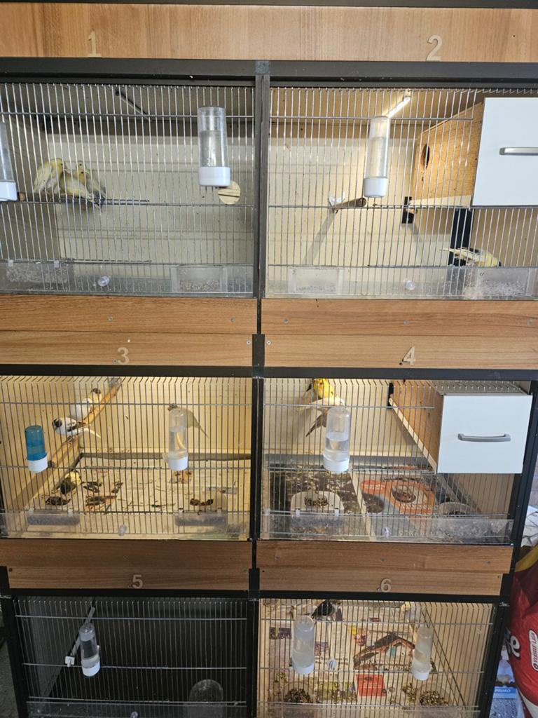 Kanarie broedkooien, Dieren en Toebehoren, Vogels | Hokken en Kooien, Ophalen, Zo goed als nieuw, Kunststof, Broedkooi of Kweekkooi