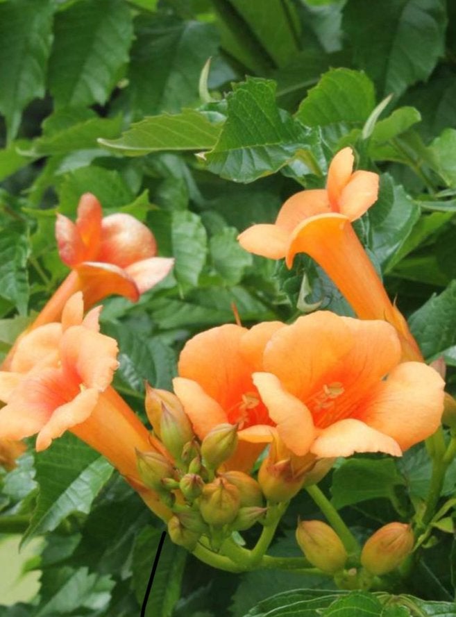 Planten - campsis indian summer, Ophalen, Overige soorten, Volle zon