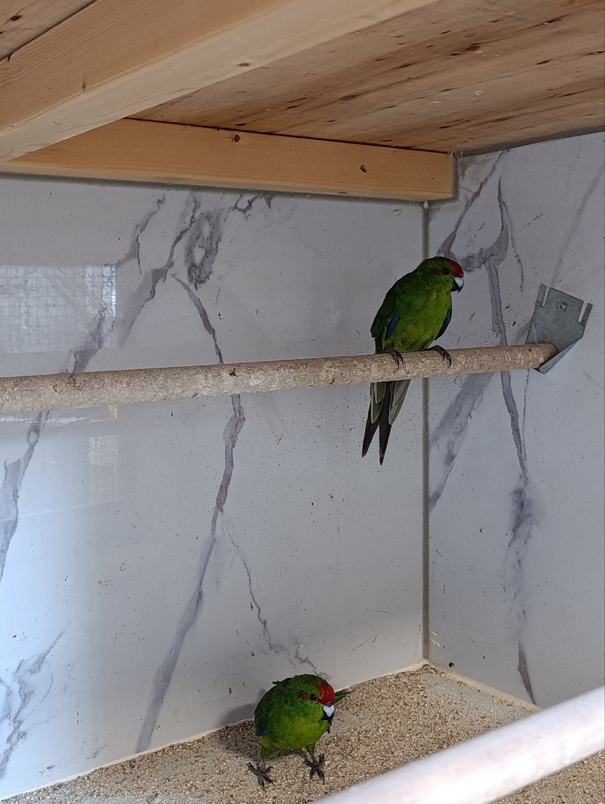 koppel kakariki, Dieren en Toebehoren, Vogels | Parkieten en Papegaaien, Meerdere dieren, Parkiet
