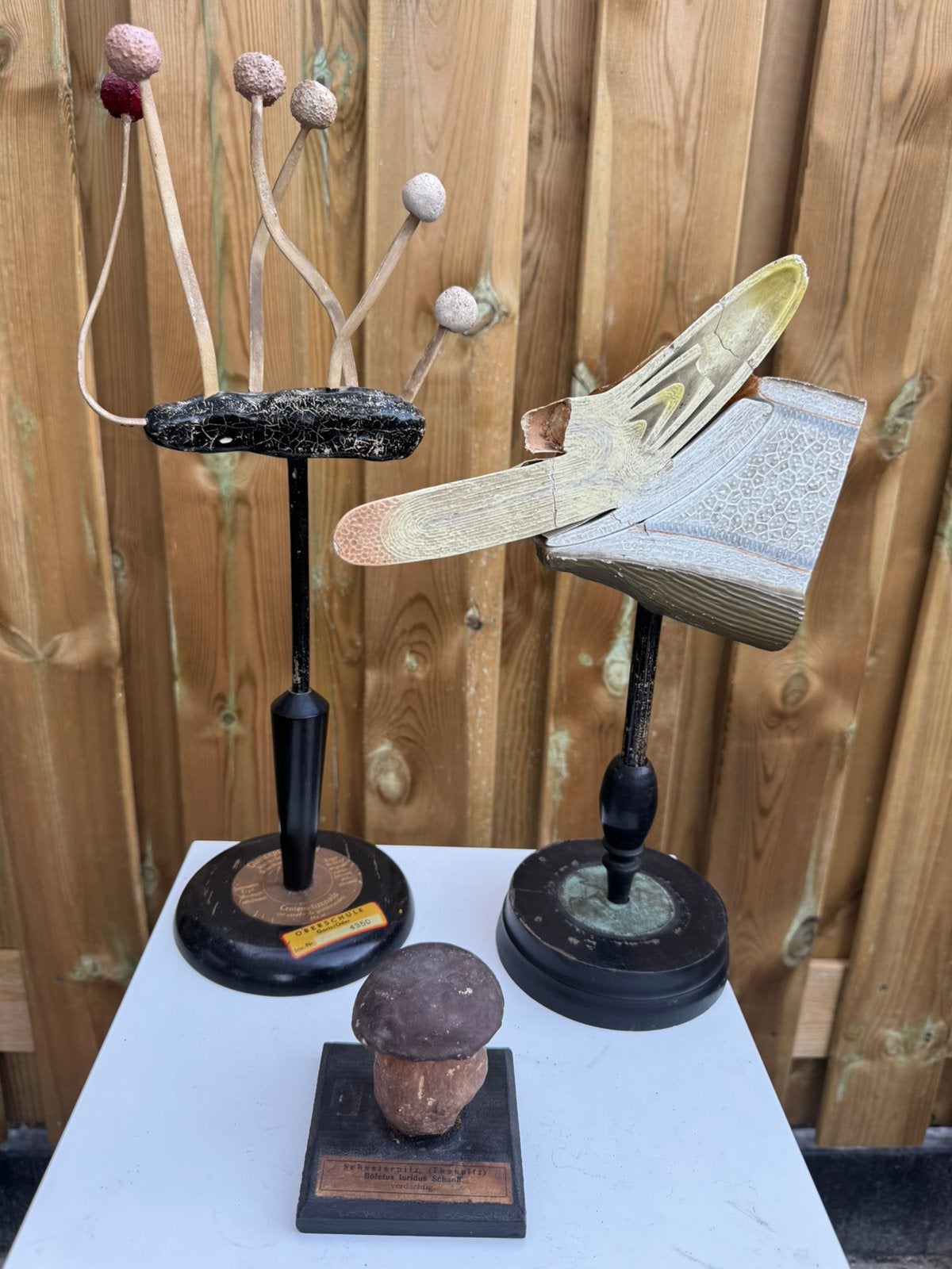 3 antieke botanische modellen biologie anatomisch, Ophalen of Verzenden