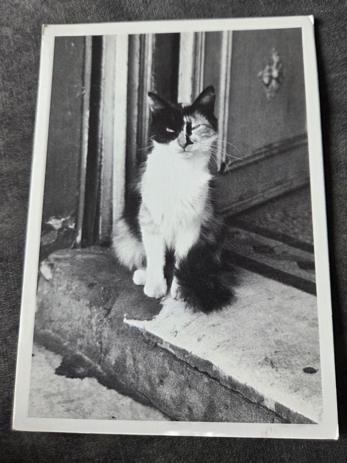 Zwart wit ansichtkaart poes bij deurpost, Verzenden, Gelopen, Hond of Kat
