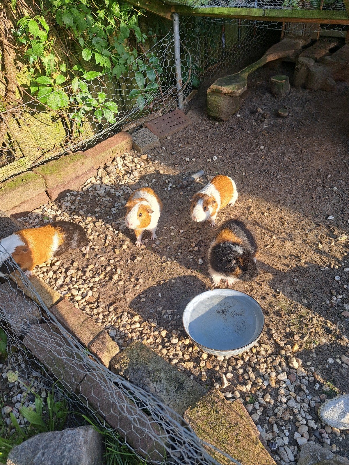 Cavias te koop., Januari, Mannelijk, Cavia