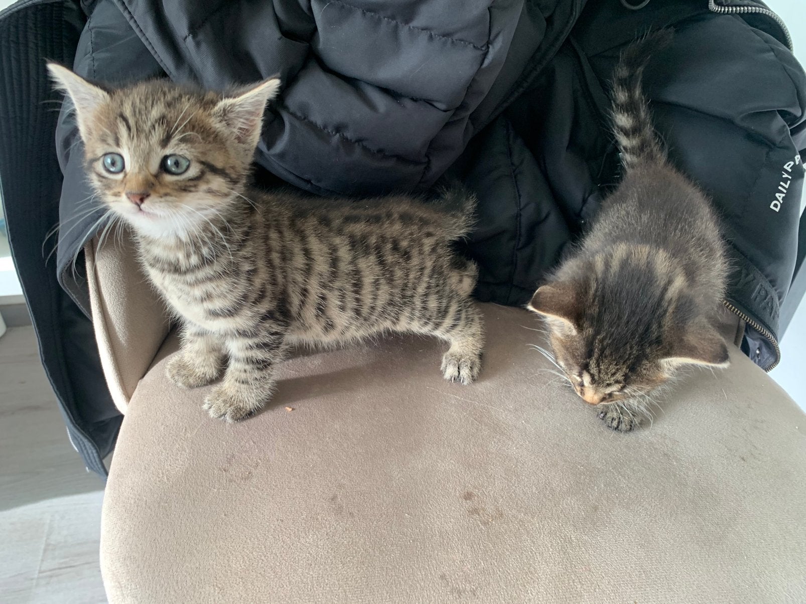 Kittens, Dieren en Toebehoren, Meerdere dieren