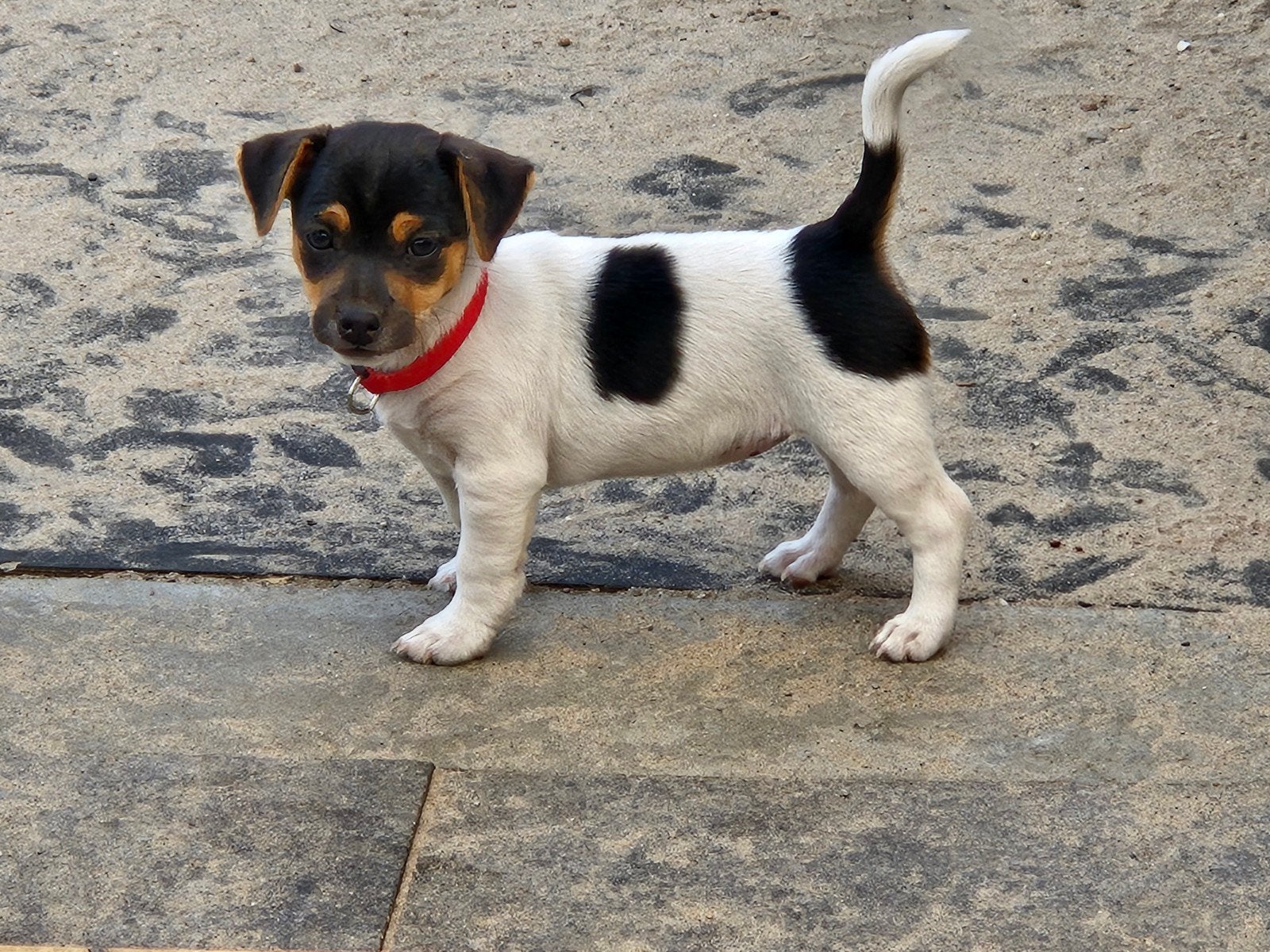 te koop jack russel pups, Jack Russell Terriër, 8 tot 15 weken, Teef, Meerdere