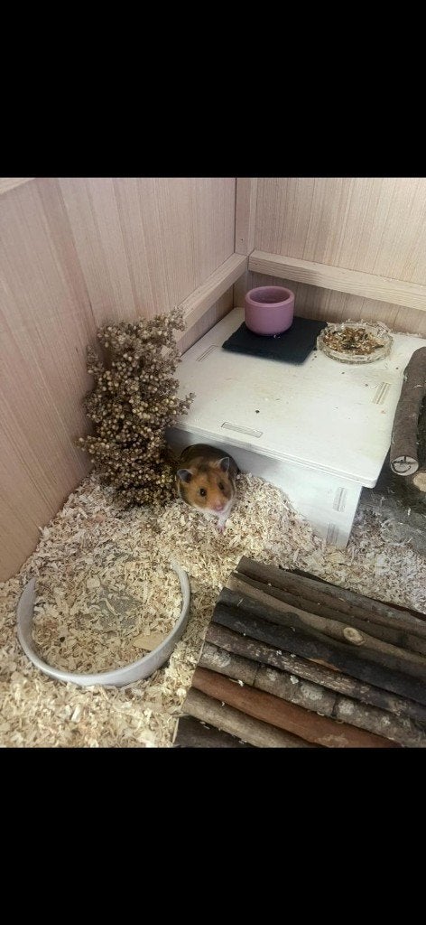 Hamsterkooi met syrische hamster, Januari, Mannelijk, Hamster