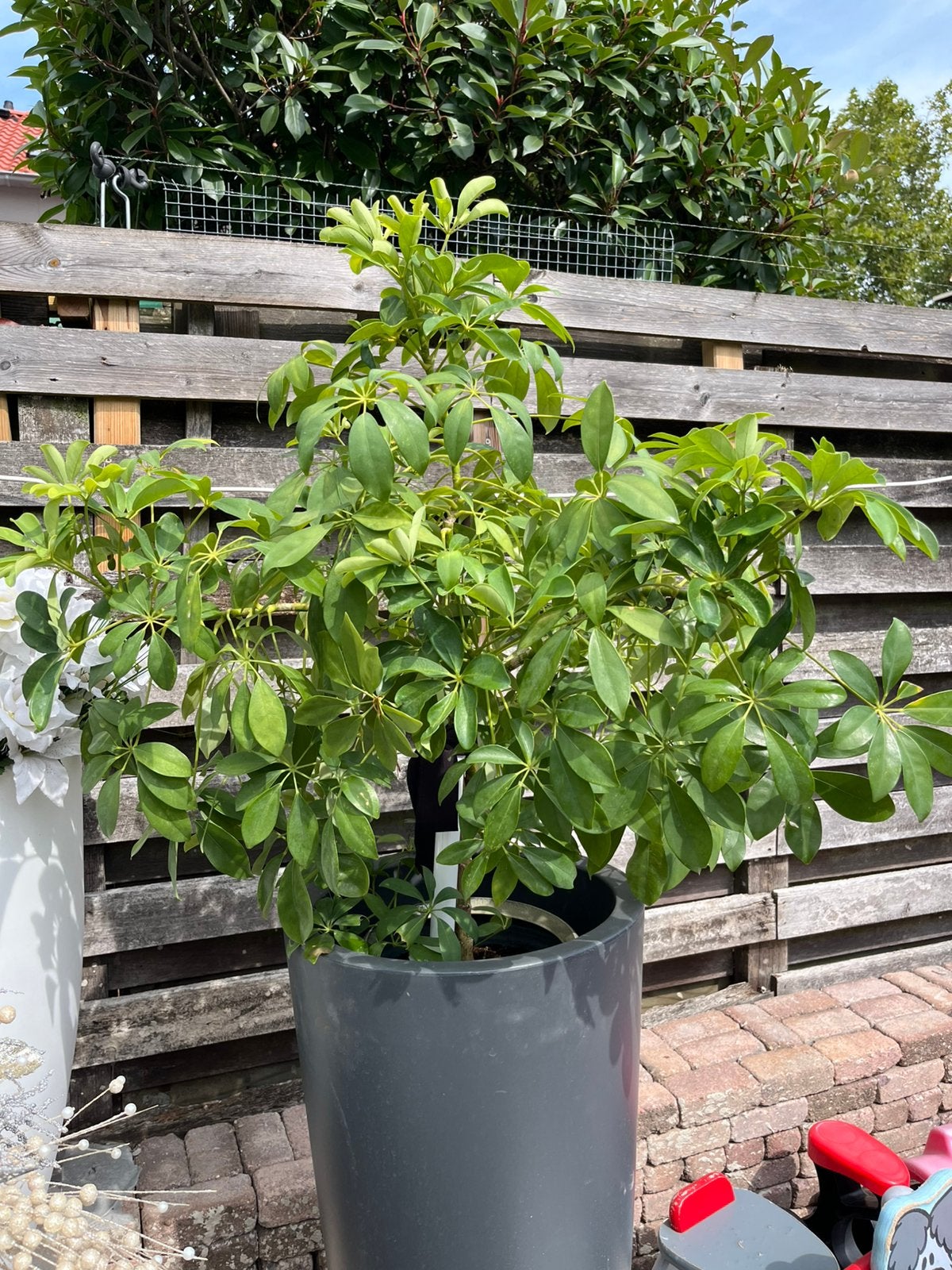 Plant, Bloeit niet, Overige soorten, Minder dan 100 cm, Ophalen