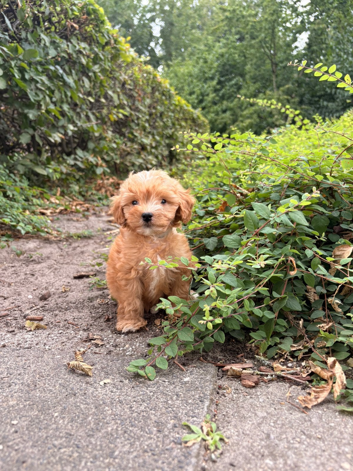 Maltipoo Pups X Toy poedel nog 2 beschikbaar 🐶, Dieren en Toebehoren, Honden | Niet-rashonden, 8 tot 15 weken, Parvo, Meerdere