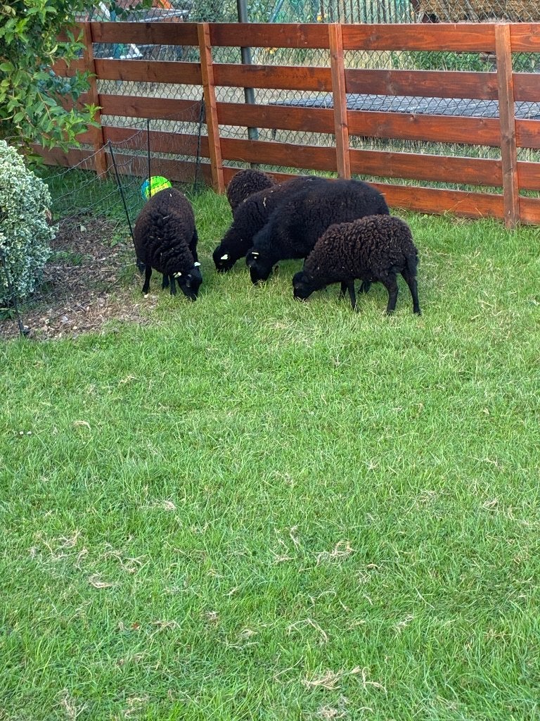 Quessant ooitjes, Vrouwelijk, Schaap, 0 tot 2 jaar