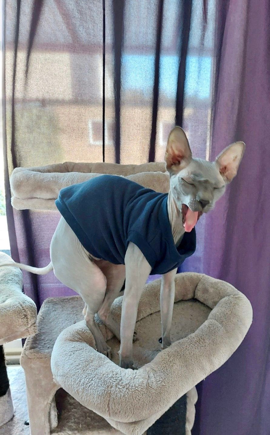 Handmade KATTENTRUI Sphynx Rex Kat Kitten Poes Kater, Ophalen of Verzenden, Nieuw