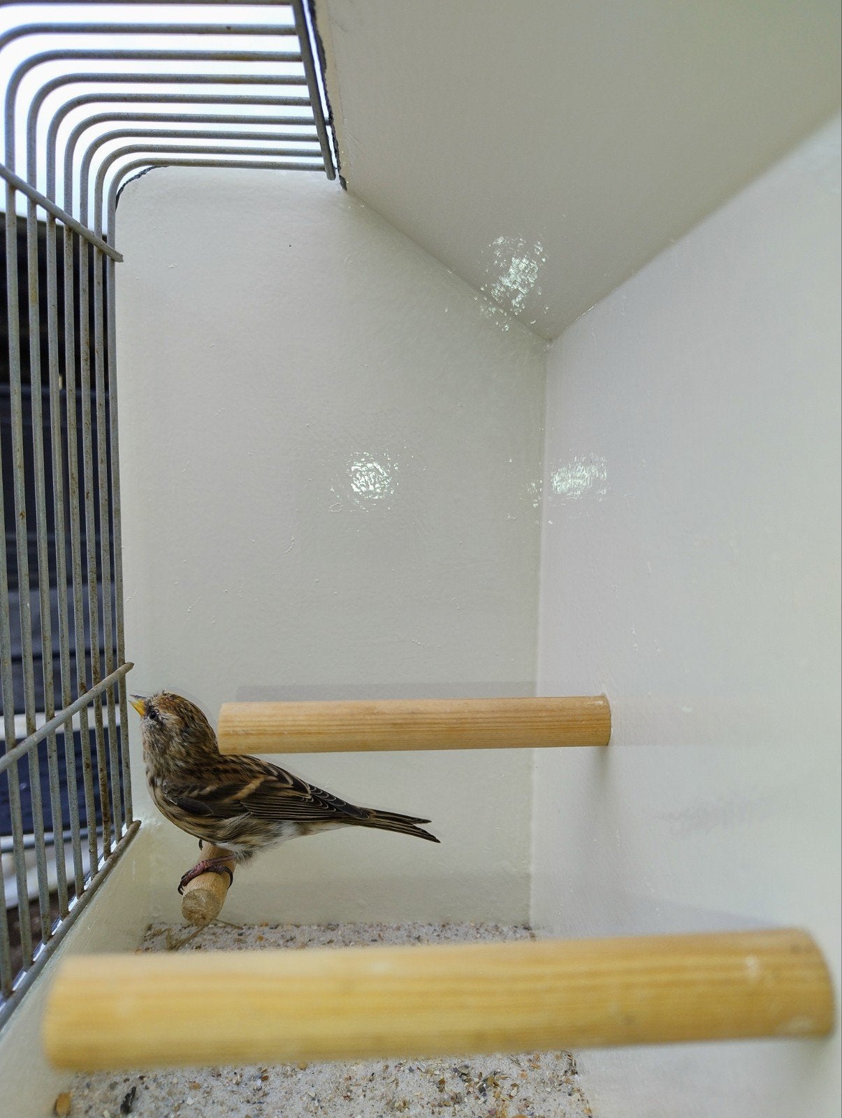 Noorse barmsijs pop, Dieren en Toebehoren, Vrouwelijk, Wildzangvogel, Geringd