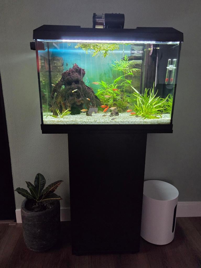 Aquarium 70l, Ophalen, Zo goed als nieuw, Gevuld zoetwateraquarium