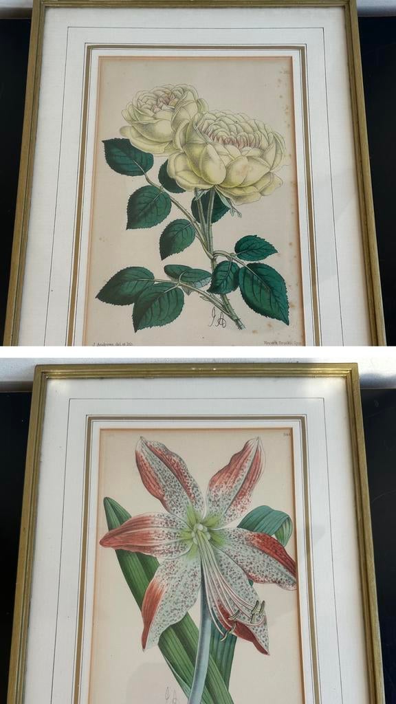 1892 Botanische lithografie Amaryllis & Roos 1 koop, Ophalen of Verzenden