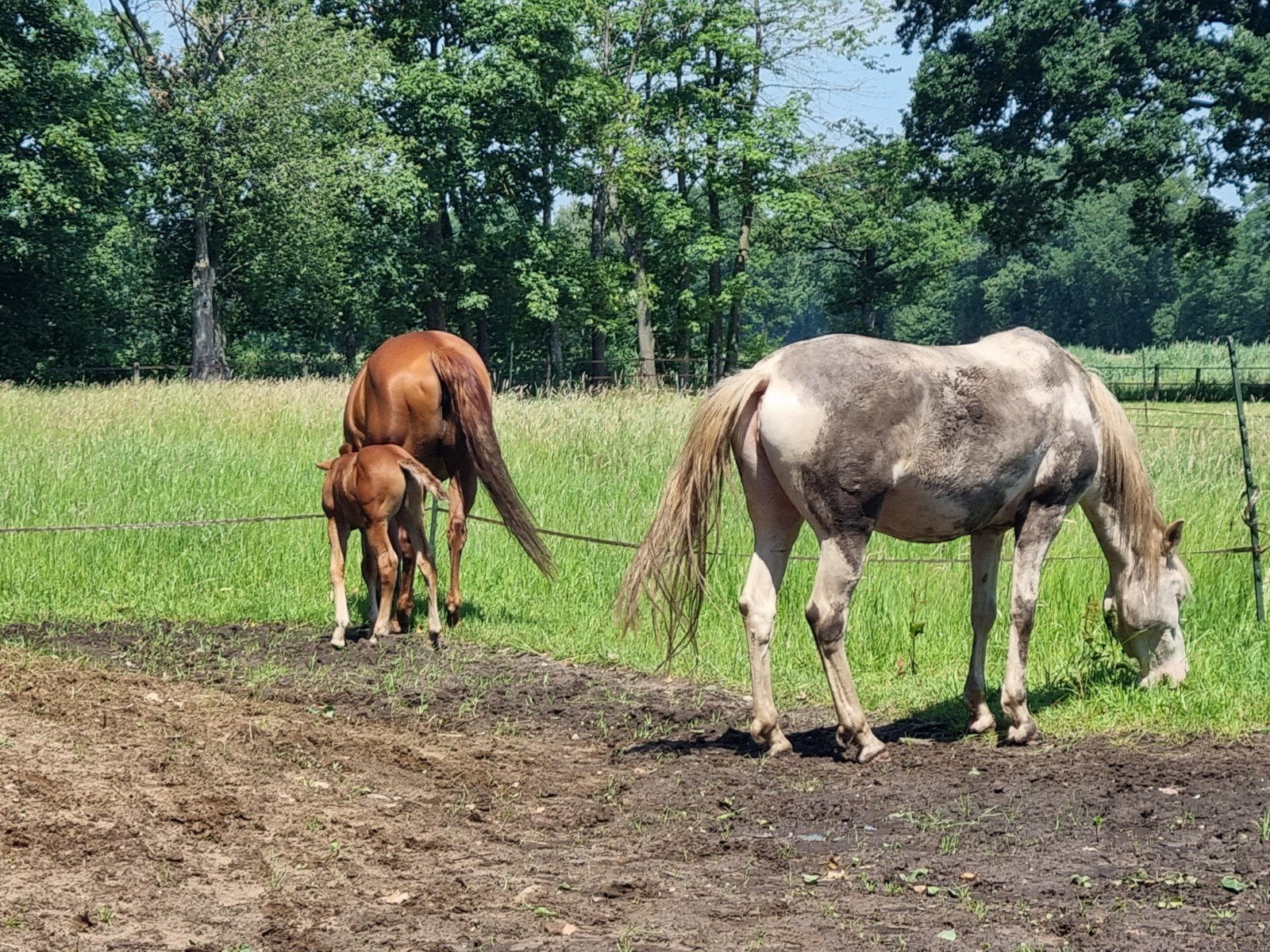 Verzorgpony 's aangeboden, Ophalen of Verzenden, Nieuw