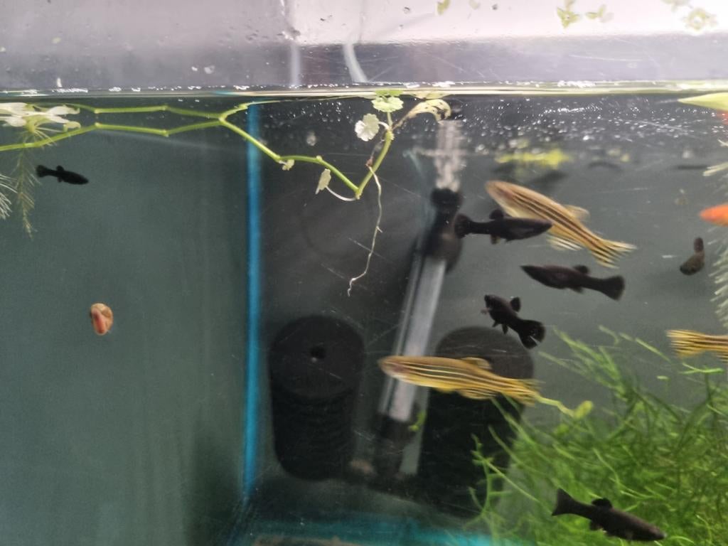 Zebra danio's, Dieren en Toebehoren, Vis