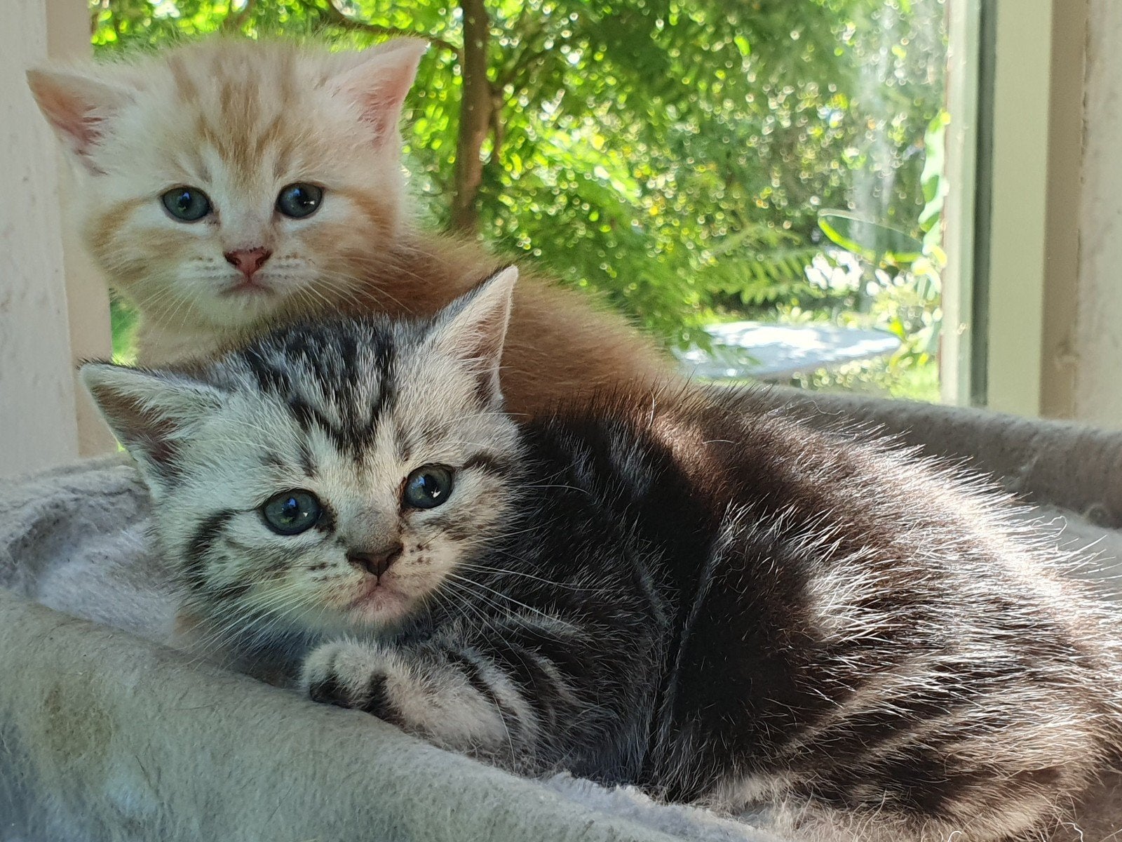 live gezonde tabby blotched kittens, Dieren en Toebehoren, Meerdere dieren, Gechipt, 0 tot 2 jaar