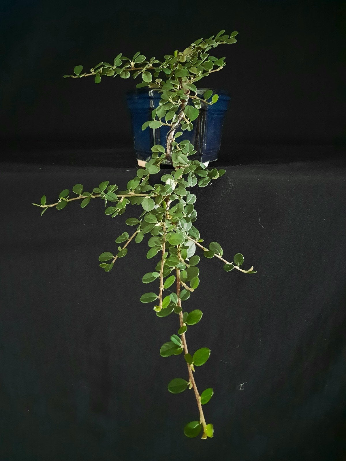 bonsai Cotoneaster Dammeri  cascade, Tuin en Terras, Ophalen of Verzenden