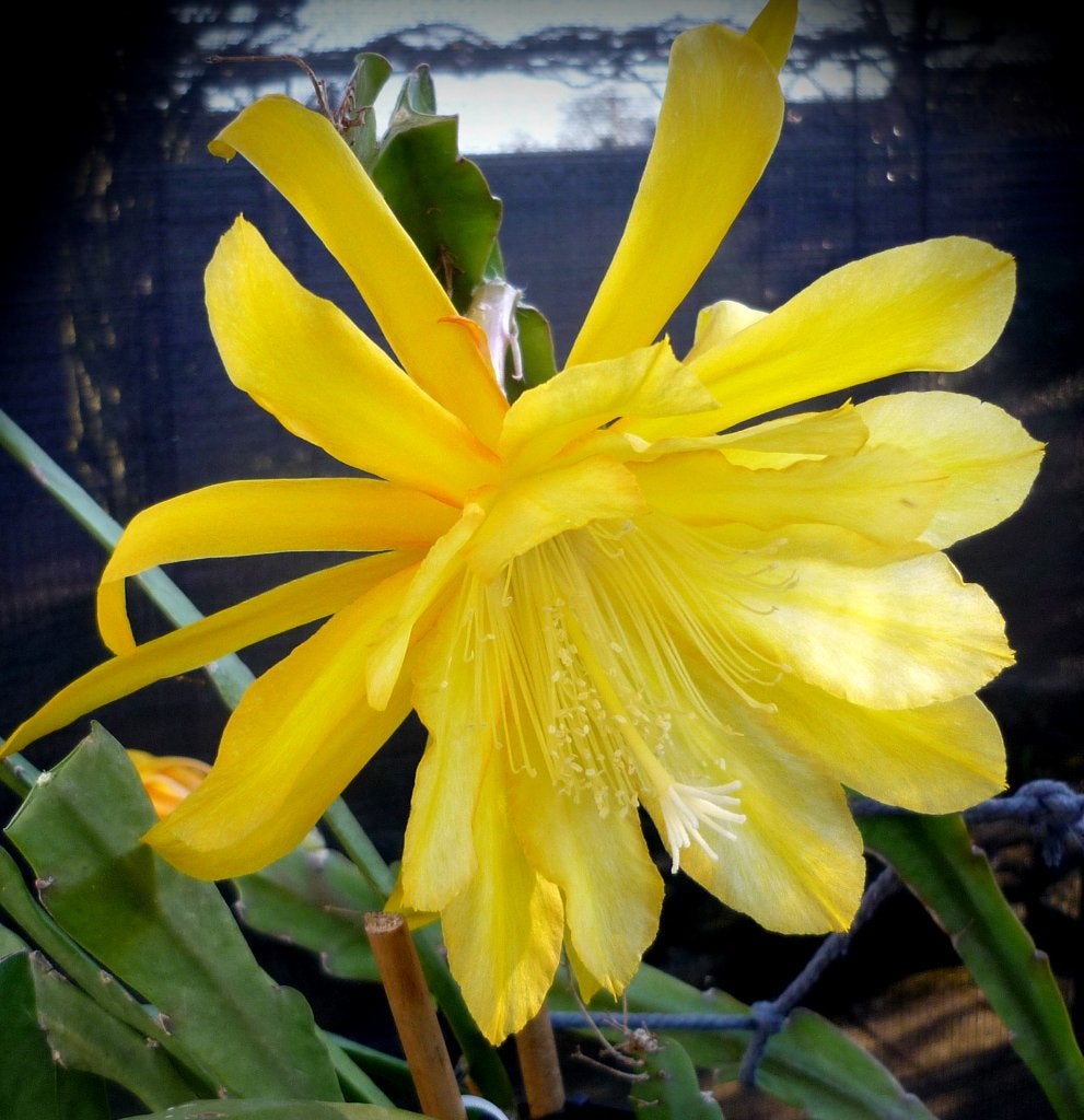 cactus - Epiphyllum Going Bananas, Huis en Inrichting, Kamerplanten, Ophalen of Verzenden, Cactus, Volle zon, Minder dan 100 cm