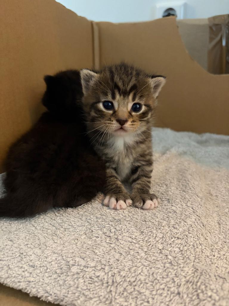 Kitten te koop, geboren 30-04-2026, Meerdere dieren, Ontwormd, 0 tot 2 jaar