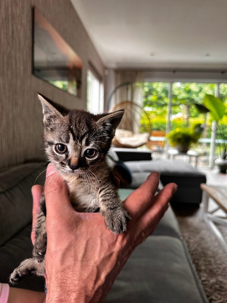 Schattig nestje kittens – speels en kindvriendelijk! ️, Meerdere dieren, Kortharig, 0 tot 2 jaar