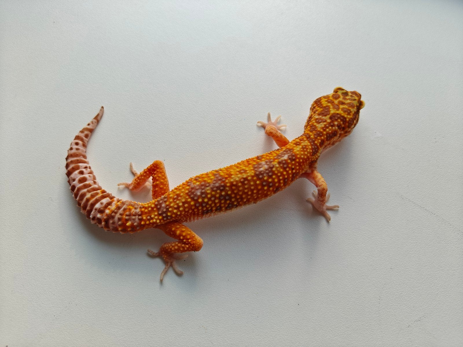 Prachtige oranje luipaardgekko te koop Leopard Gecko - unknown for sale from Julia Van der leur