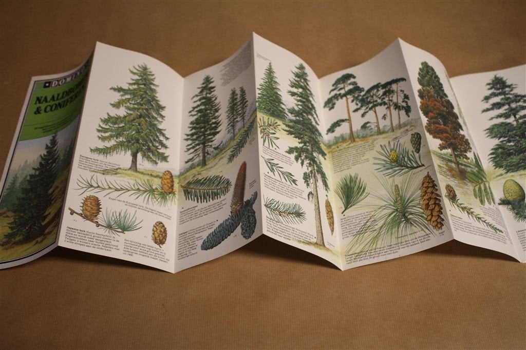 Naaldbomen & Coniferen in Kleur — Uitklapposter 1979, Boeken, Ophalen of Verzenden, Gelezen, Bloemen, Planten en Bomen