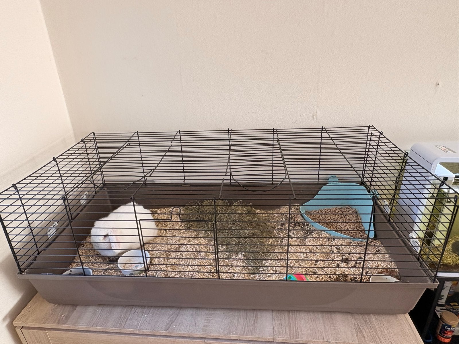 Mini Lop konijn met kooi, Dieren en Toebehoren, Mannelijk, Klein, Hangoor, 3 tot 5 jaar
