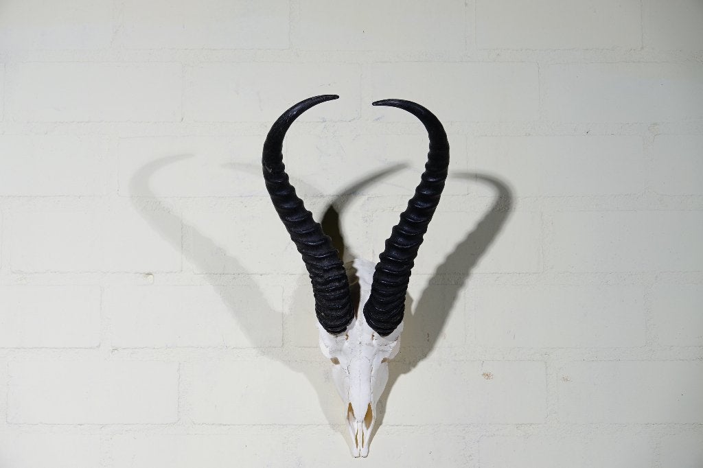 schedel springbok taxidermy skull, Ophalen, Zo goed als nieuw, Hert, Gewei of Kop
