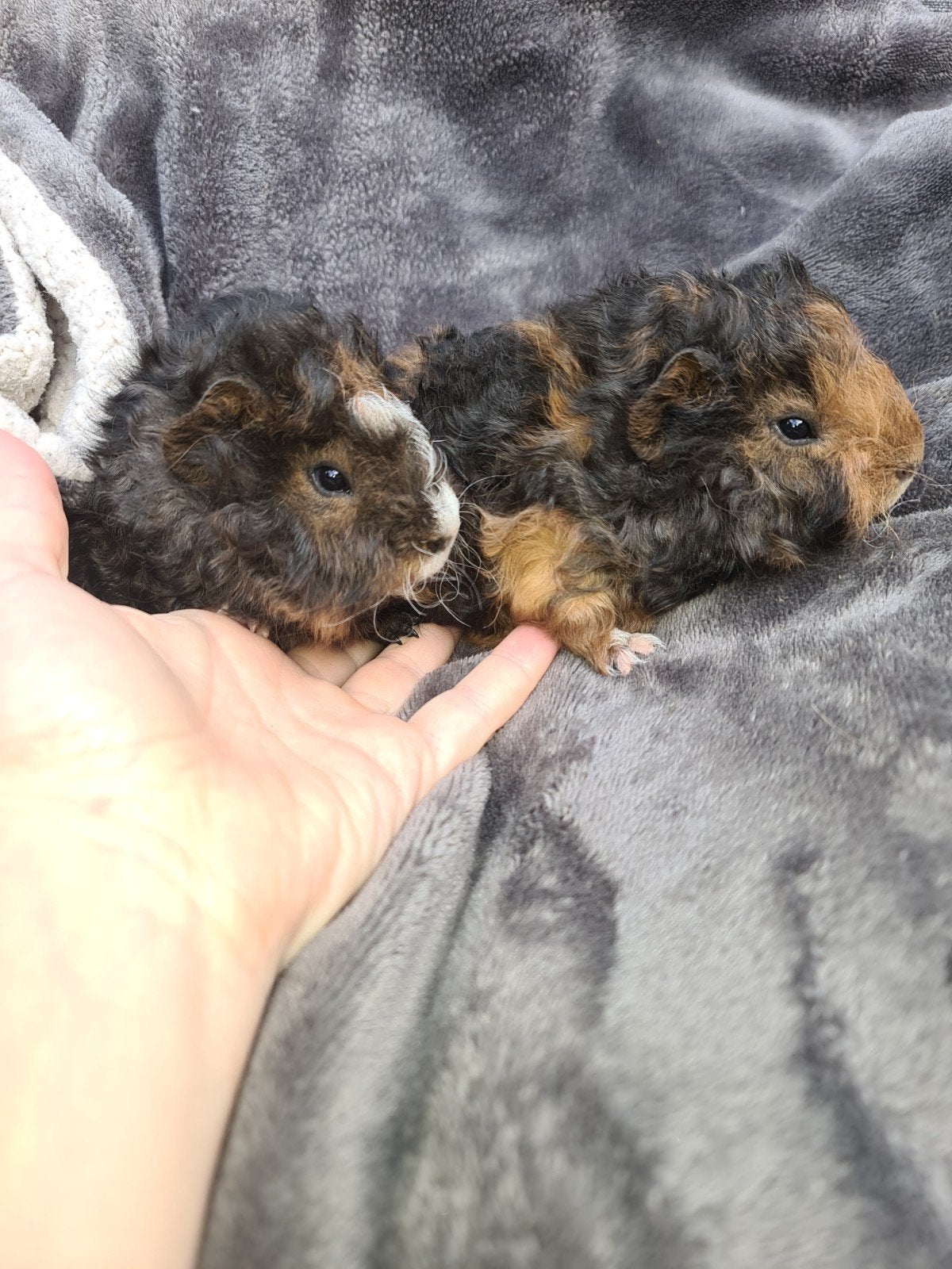 Lunkarya cavia beertjes 4 weken oud, Dieren en Toebehoren, Knaagdieren, Cavia, Mannelijk, Mei, Tam