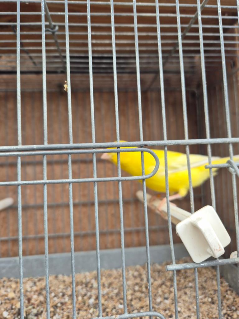Ik heb nog wat man kanaries, Dieren en Toebehoren, Vogels | Kanaries, Mannelijk, Kleurkanarie