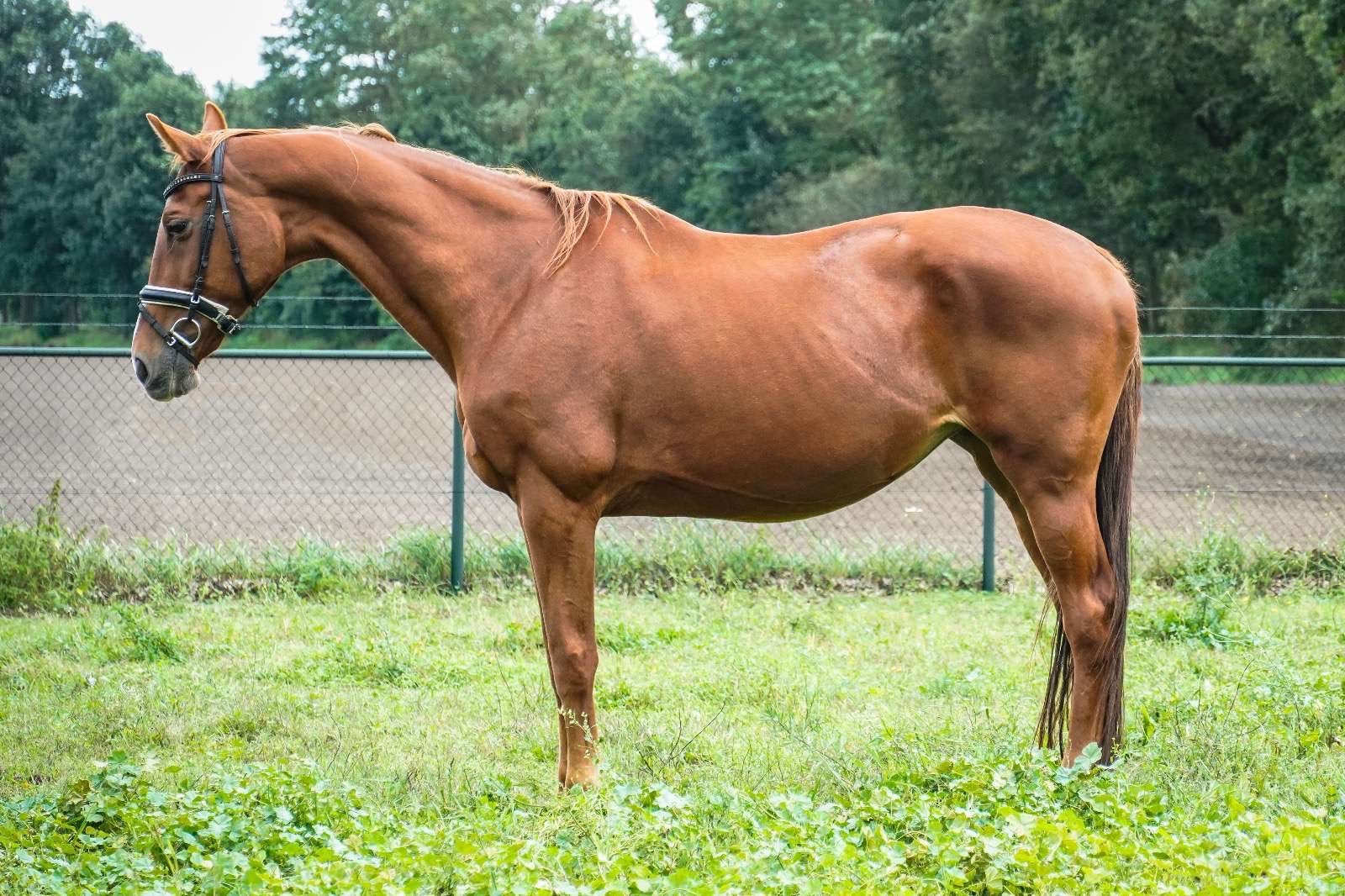 Weidemaatje Merrie Crack C, Dieren en Toebehoren, Merrie, Recreatiepaard