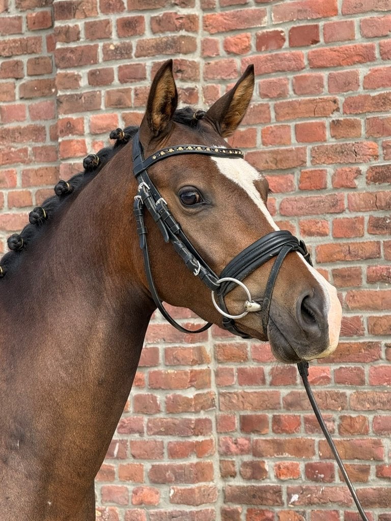 De mooiste en leukste D pony !! braaf gereden 3,5 jr ruin, Met stamboom, B, Ruin, Dressuurpony