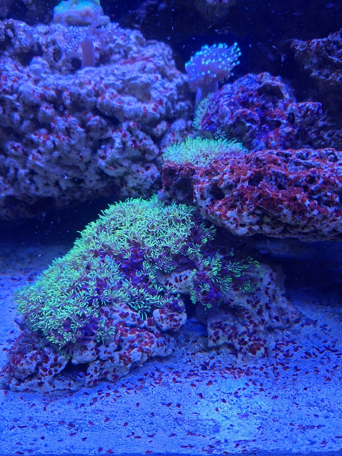 Blue Marine Reef 160, Dieren en Toebehoren, Ophalen, Gevuld zeewateraquarium, Gebruikt, Blue Marine