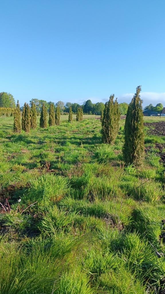 Thuja Smaragd 180+ cm - Grote Partij Levensbomen, Overige soorten, Volle zon, Vaste plant, Ophalen of Verzenden