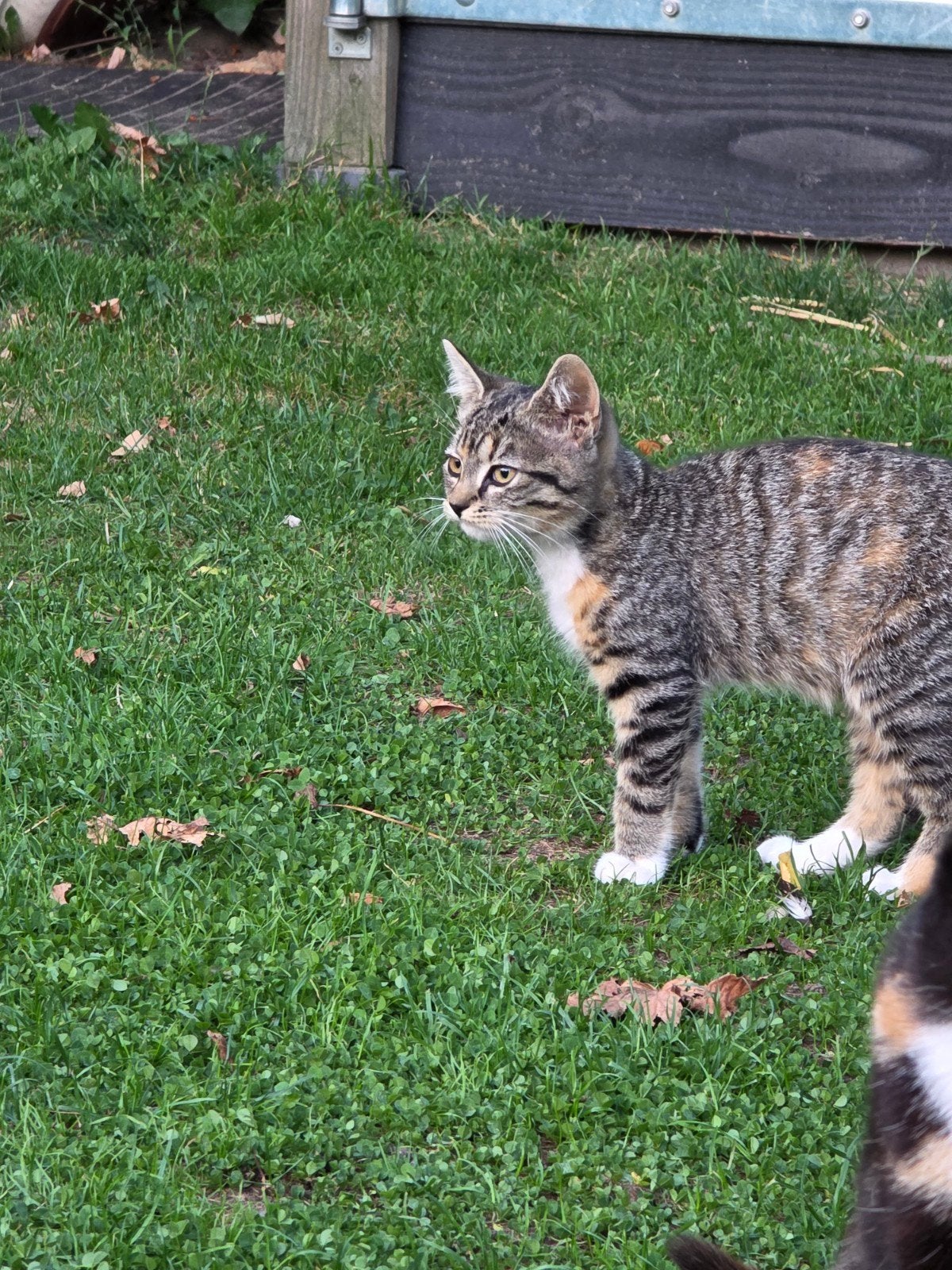 Lieve mooie kittens, lapjes, 3 kleur tijger, Dieren en Toebehoren, Meerdere dieren