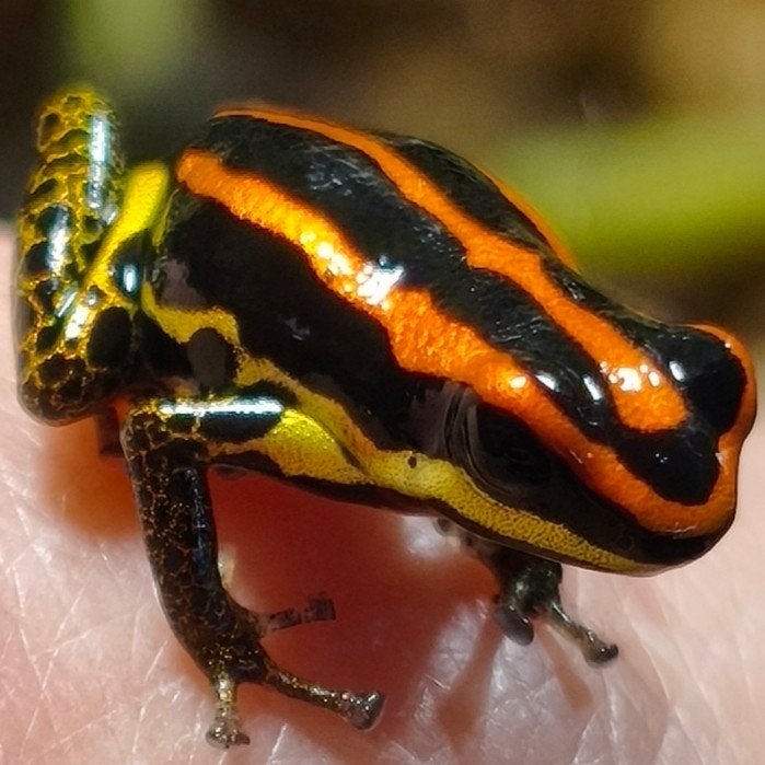 Ranitomeya uakarii 'Golden leg' en vele anderen, Dieren en Toebehoren, Reptielen en Amfibieën, Amfibie, 0 tot 2 jaar