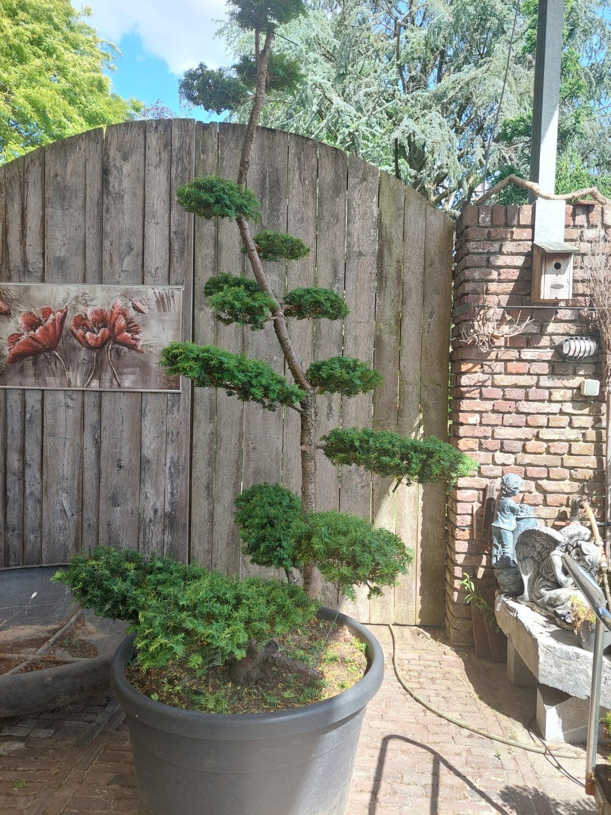Tuin bonsai, Tuin en Terras, Planten | Bomen, Overige soorten, Minder dan 100 cm, Volle zon, Bloeit niet, Ophalen