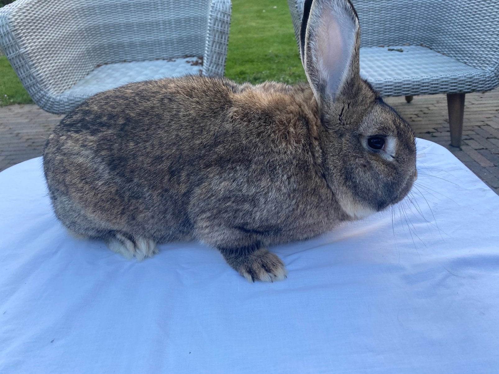 Nieuw Zeelander konijnen, Dieren en Toebehoren, Meerdere dieren, Middelgroot, 0 tot 2 jaar