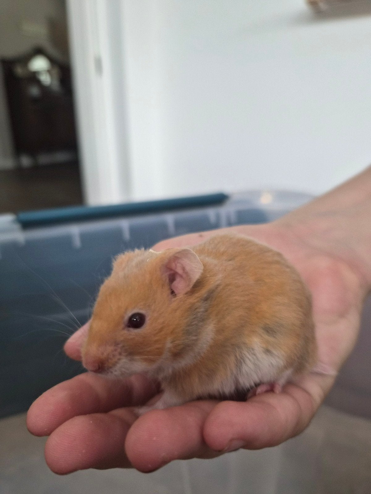 Lieve goudhamster meiden, Dieren en Toebehoren, Knaagdieren, April, Mannelijk, Hamster