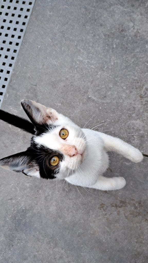 Europese korthaar kittens, Meerdere dieren, Gechipt, 0 tot 2 jaar