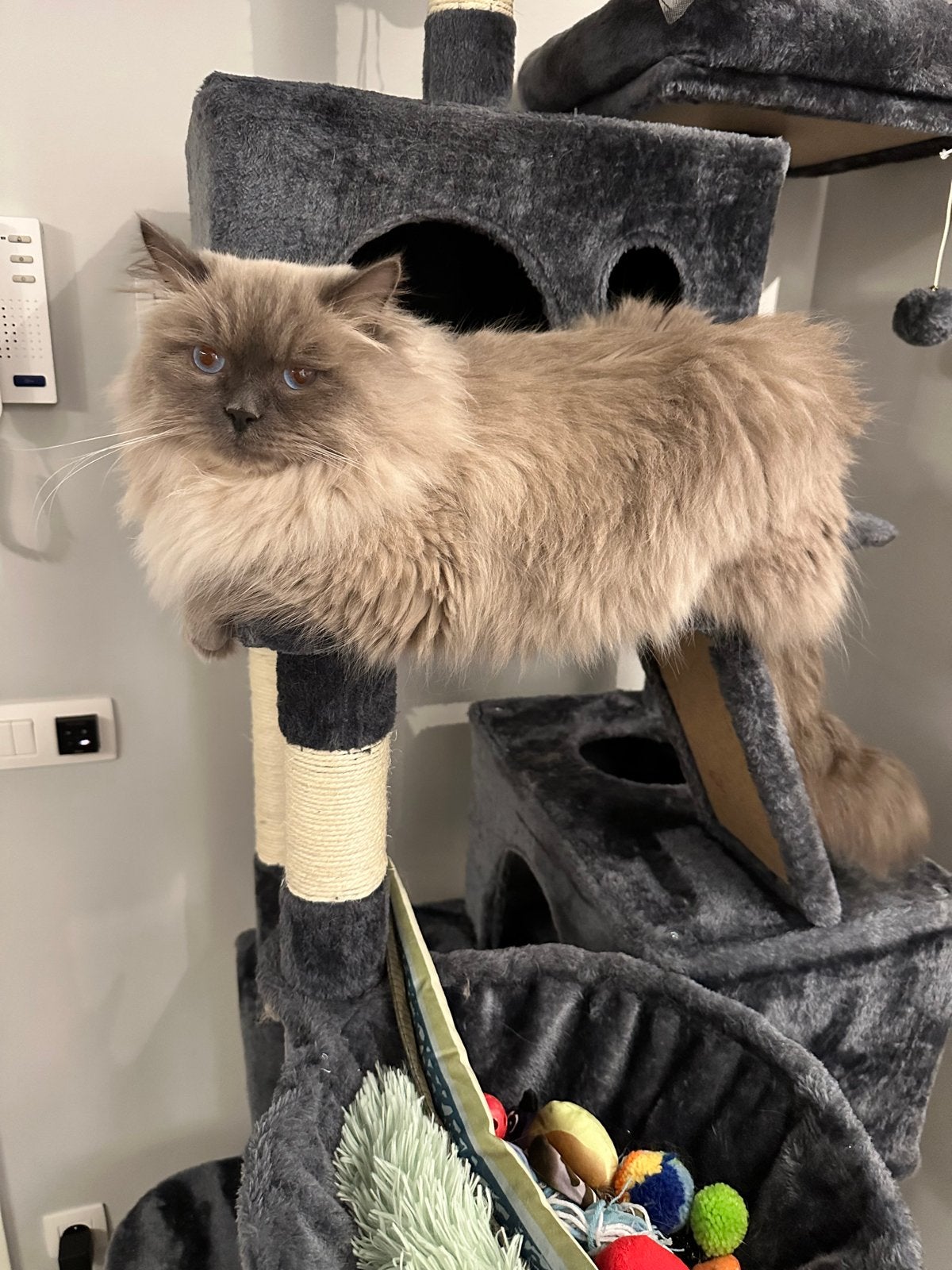 Siberische katten ( Koekelare, Belgie), Dieren en Toebehoren, Meerdere dieren